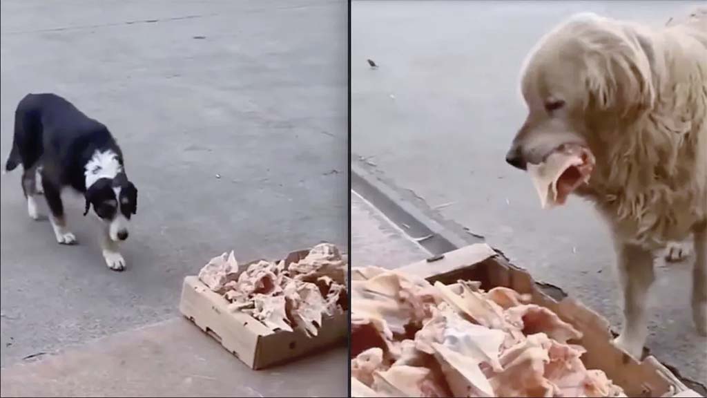 Des chiens qui s’approchent d’une boîte pleine d’os de poulet
