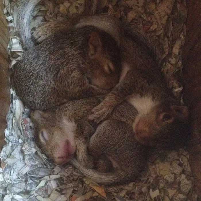 Des écureuil nouveau-nés