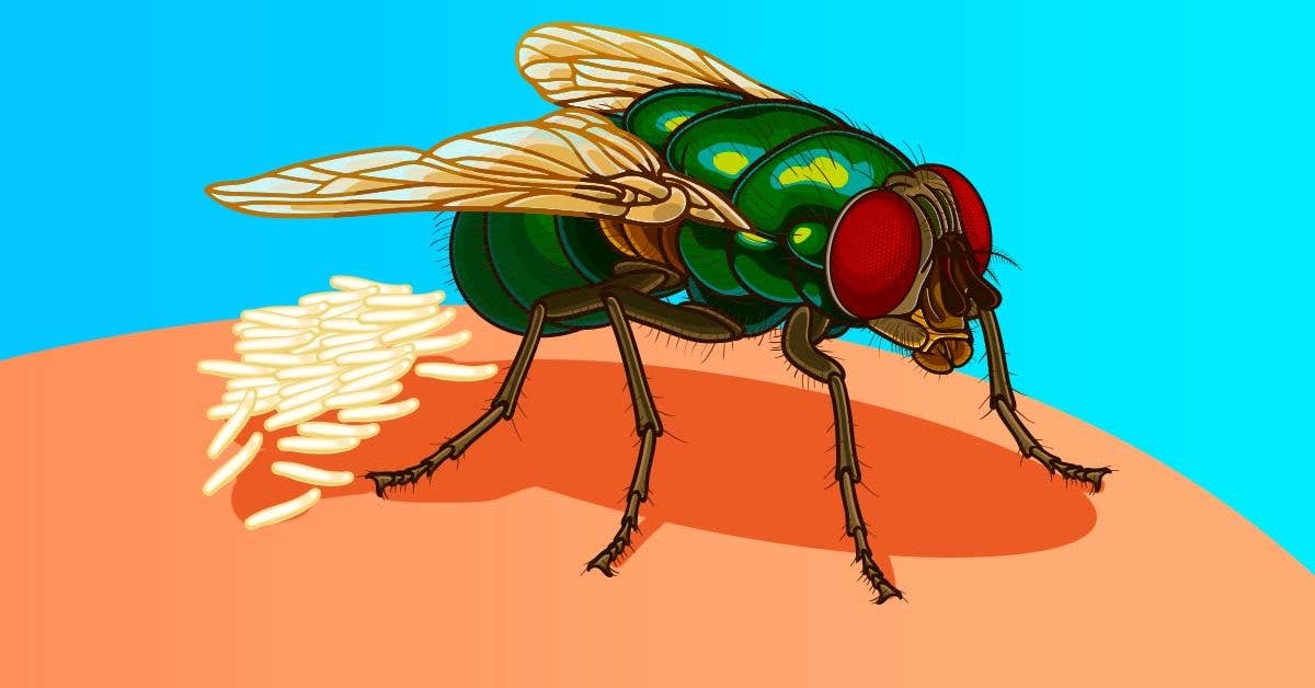 Quelques astuces naturelles pour repousser les mouches en été