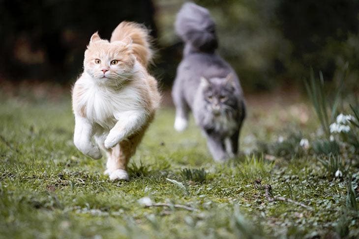 Deux chats qui courent