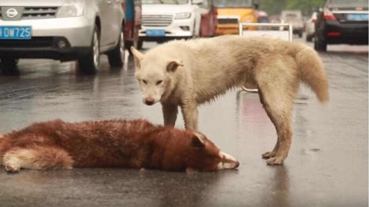 Deux chiens au milieu de la rue
