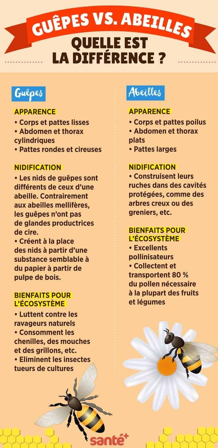 Différences entre guêpes et abeilles