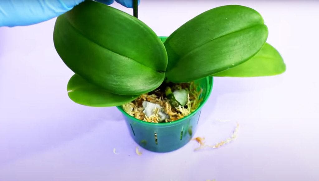 How to propagate an orchid from a leaf? – Garden Growth Tips