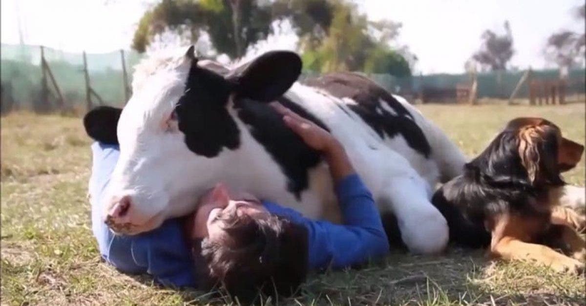 Faire des câlins à une vache est la nouvelle mode des gens qui veulent déstresser
