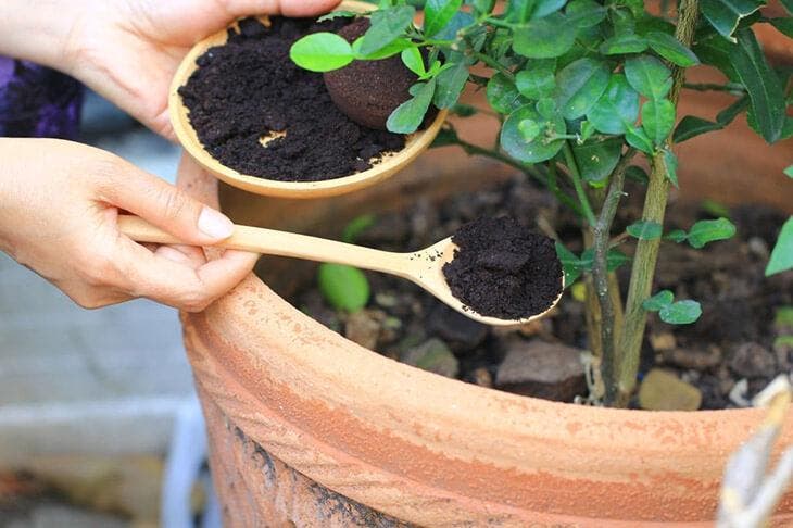 Fertiliser une plante en pot avec le marc de café