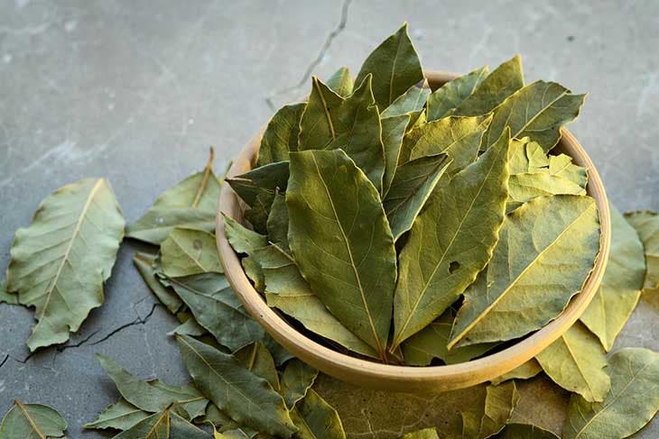 Feuilles de laurier dans un bol, répulsif du cafard de jardin 