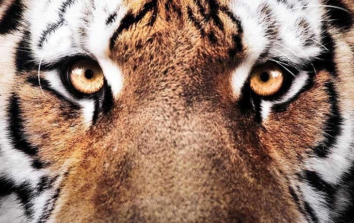 Focus sur les yeux d’un tigre