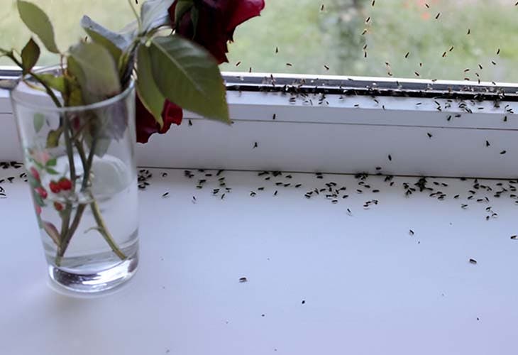 Fourmis au bord de la fenêtre