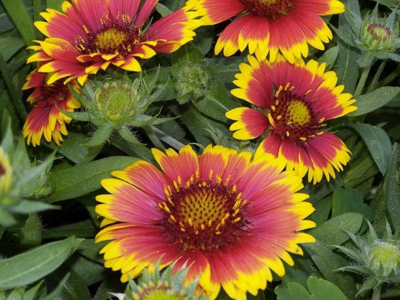 Gaillardes