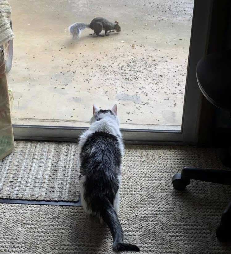 Gus regarde des écureuils