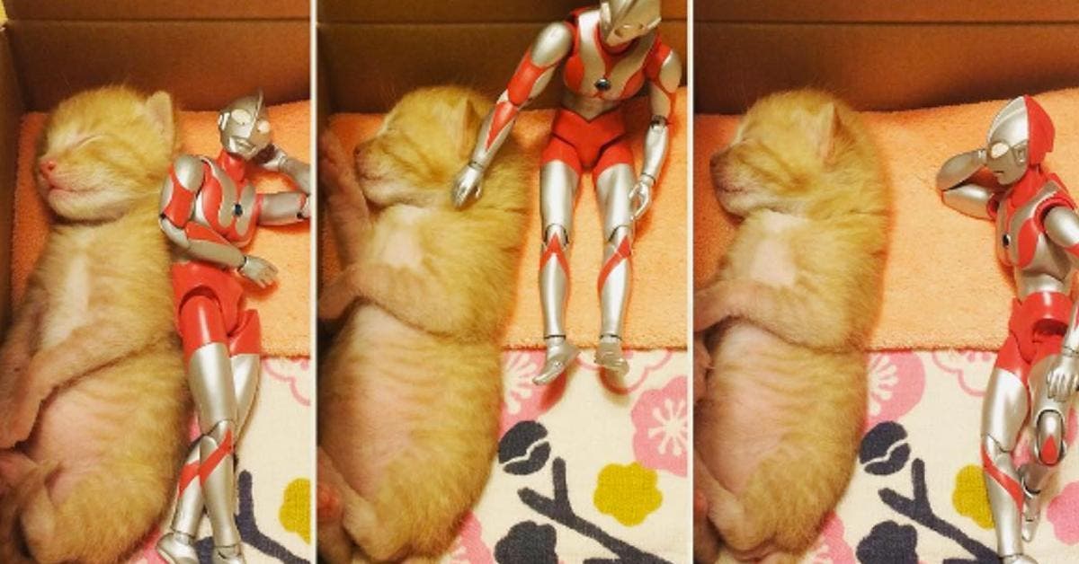 Ce Chat Malade Grandit Avec Une Figurine A Ses Cotes