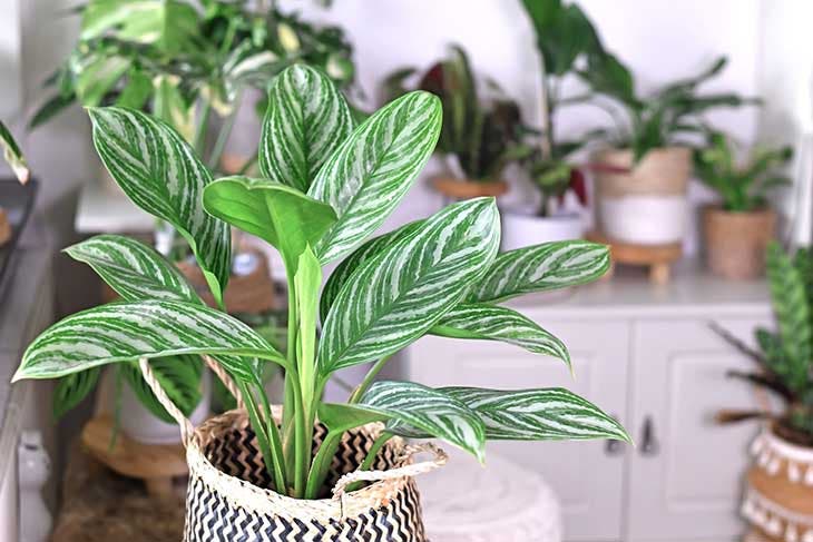 L'aglaonema 