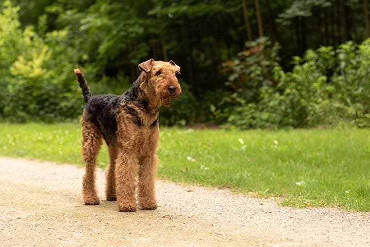 L'Airedale Terrier