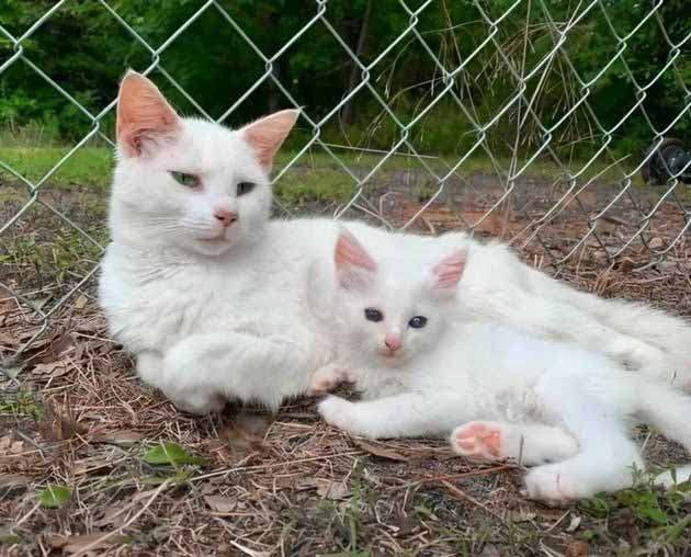 La chatte et son bébé
