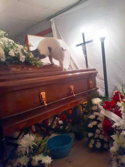 La chatte sur le cercueil