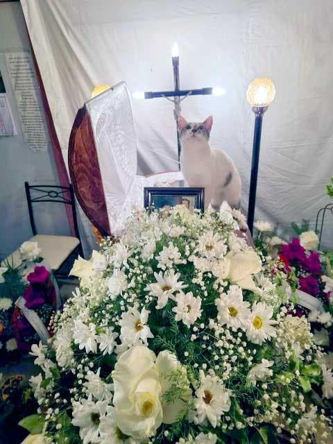 La chatte sur le cercueil2