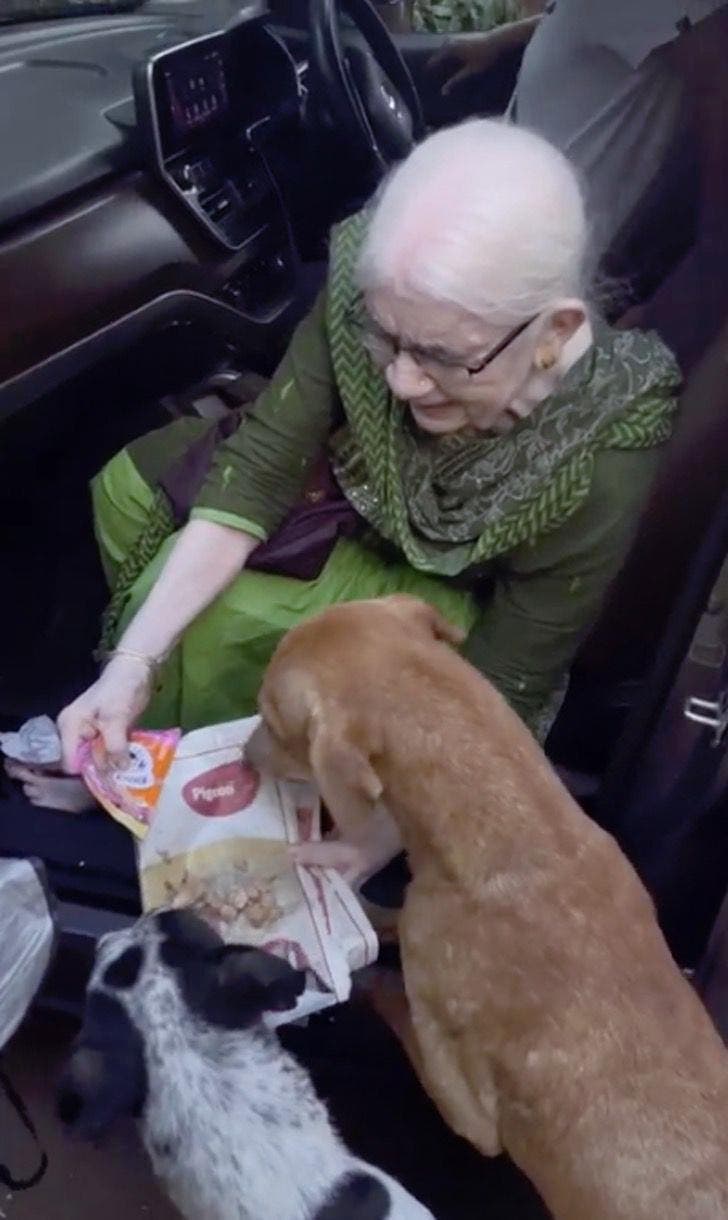 La femme agée donne à manger aux chiens