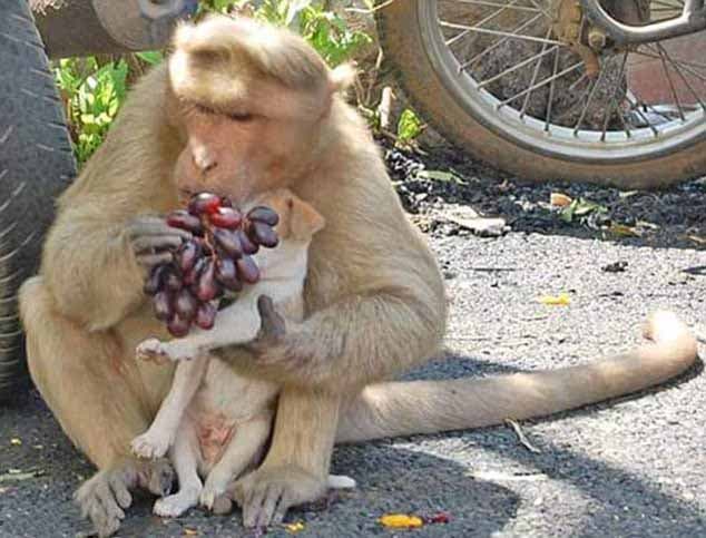 La guenon donne du raisin au chien