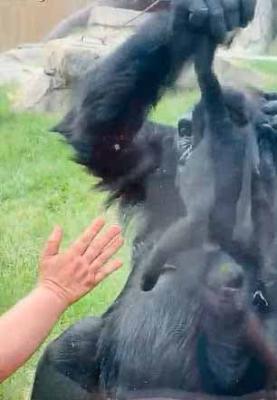 La maman gorille avec son nouveau-né