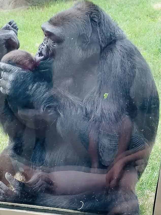 La maman gorille embrasse son nouveau-né