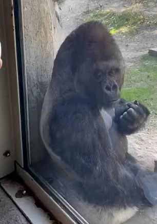 La maman gorille et son bébé