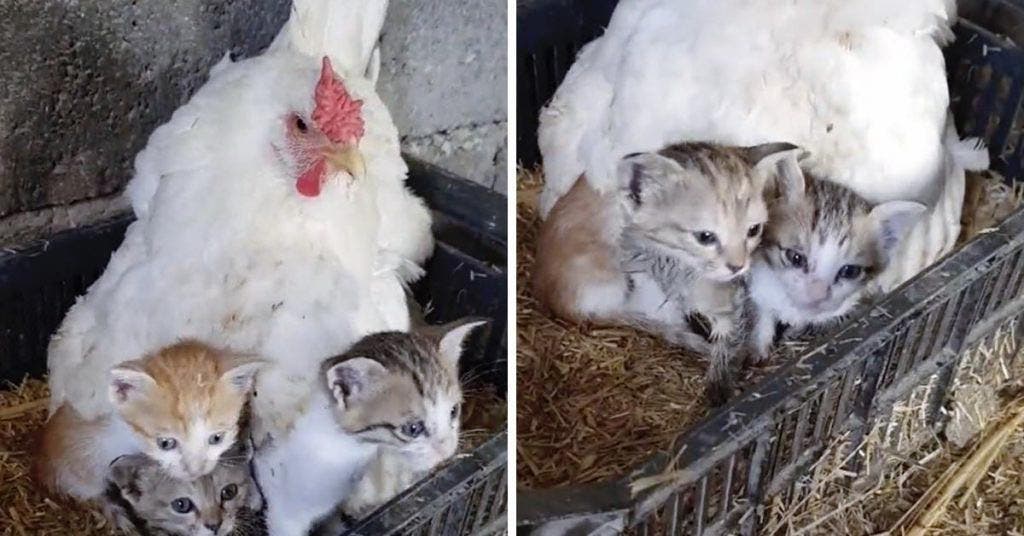 La mère poule avec les trois chatons