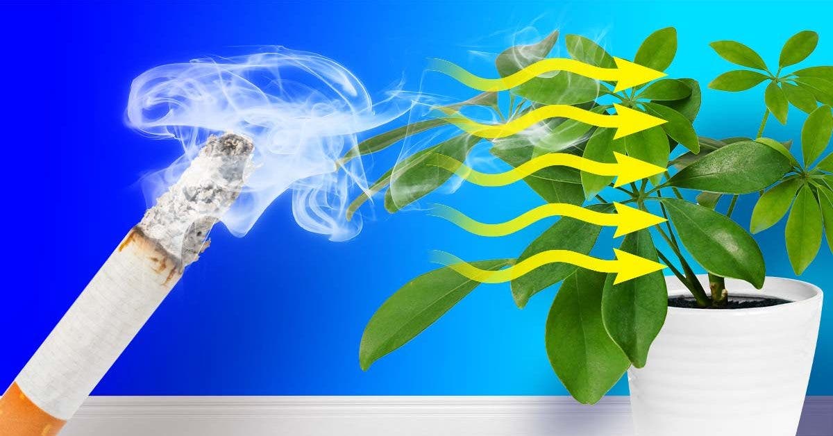 Quelle est la plante d'intérieur qui absorbe la fumée de cigarette ?