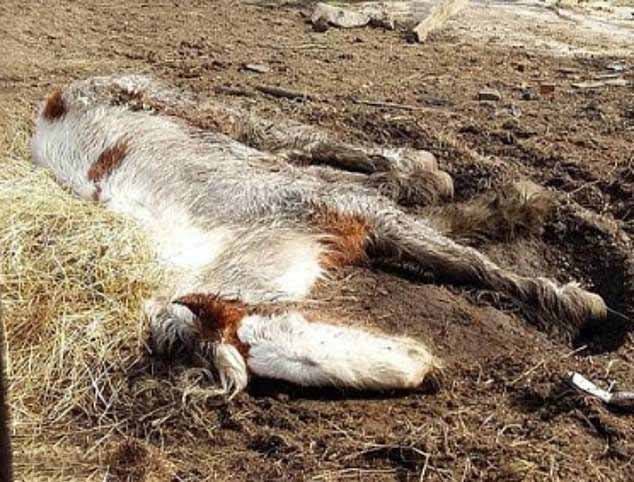 La ponette découverte abandonnée dans un chantier boueux