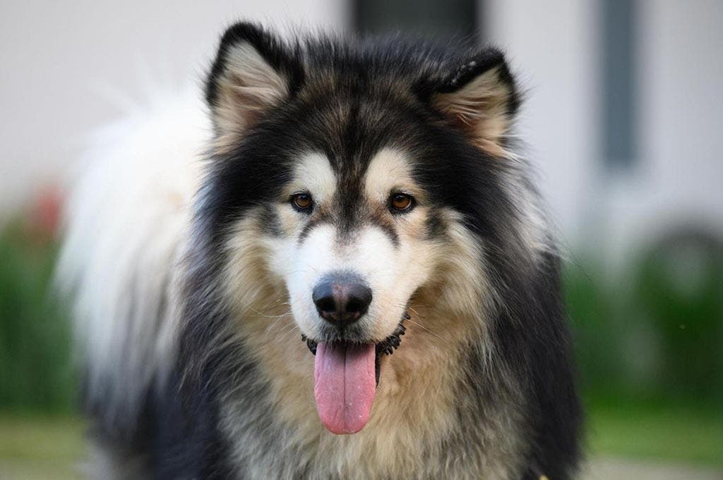 La race de chien Malamute d'Alaska1