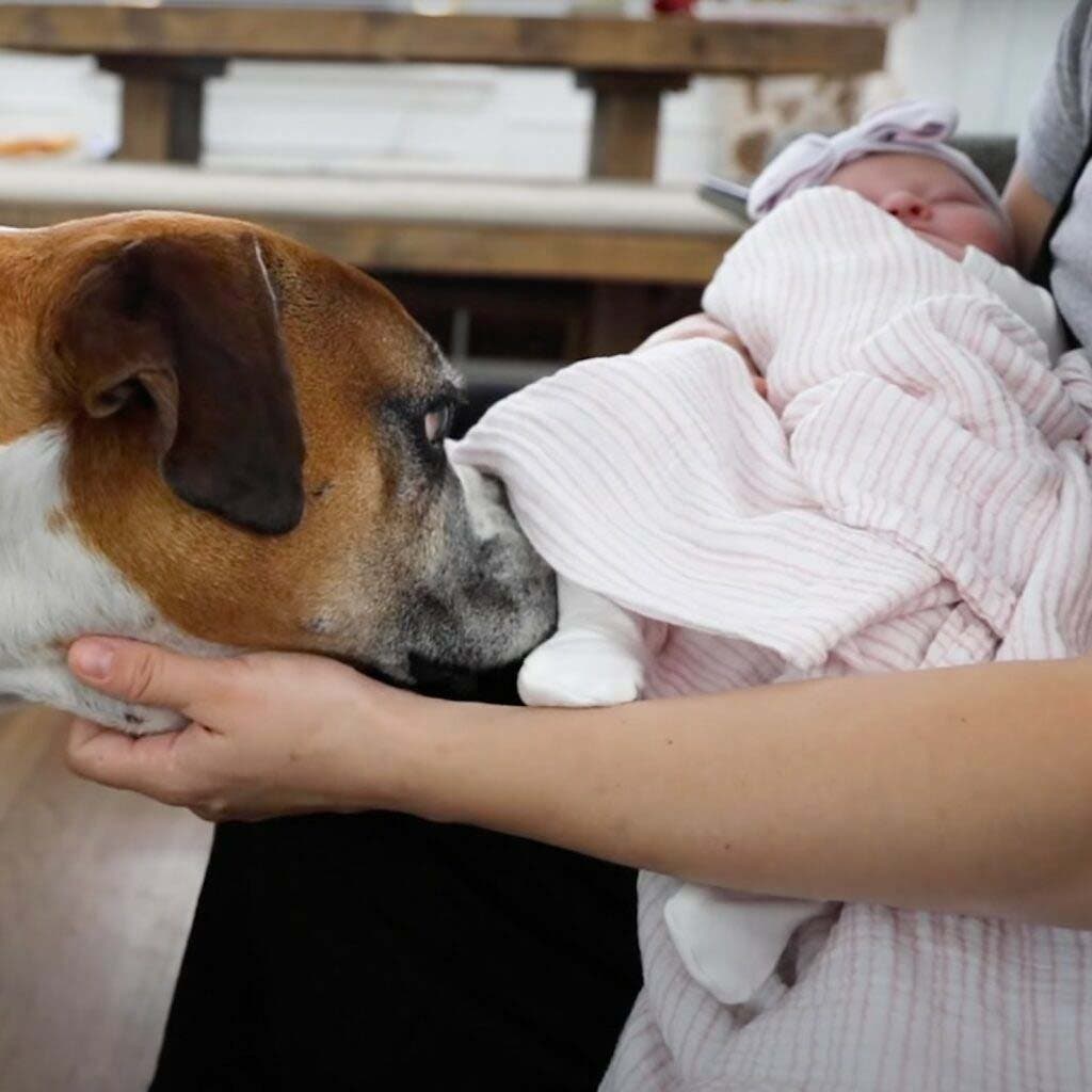 La rencontre entre le bébé et le chien Kobe
