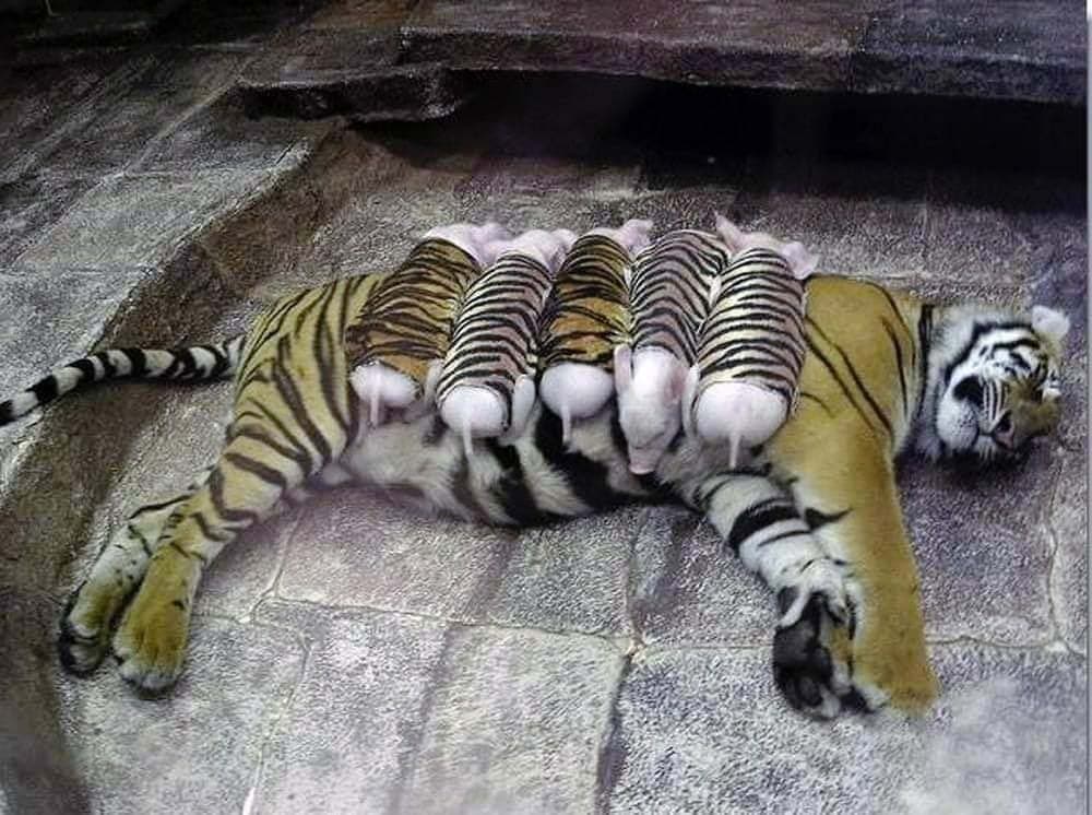 La tigresse et les bébés cochons