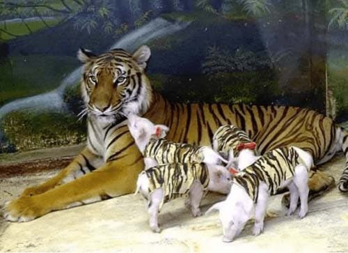 La tigresse et les bébés cochons1