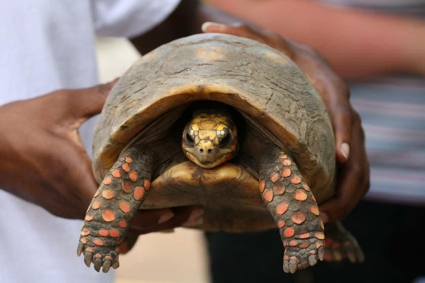 La tortue Manuela1