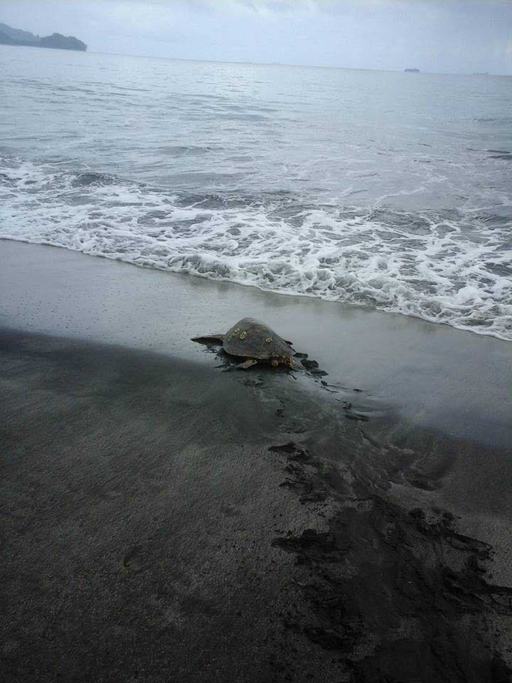 La tortue sauvée