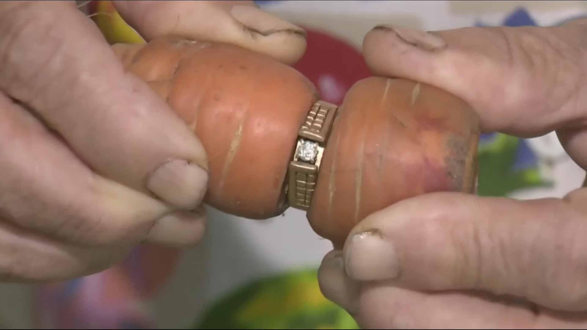 La trouvaille inattendue. Une bague perdue pendant 13 retrouvée autour d’une carotte dans le jardin