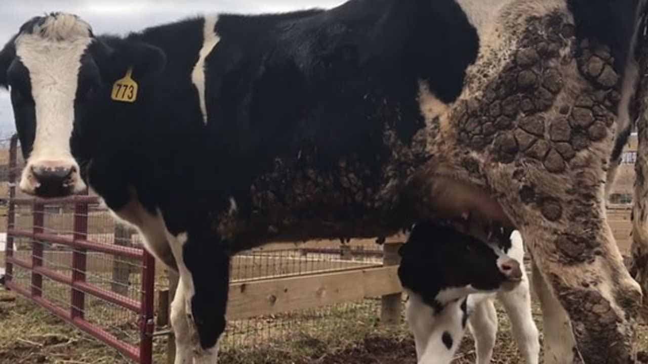 La vache et son veau en sécurité dans un sanctuaire pour animaux