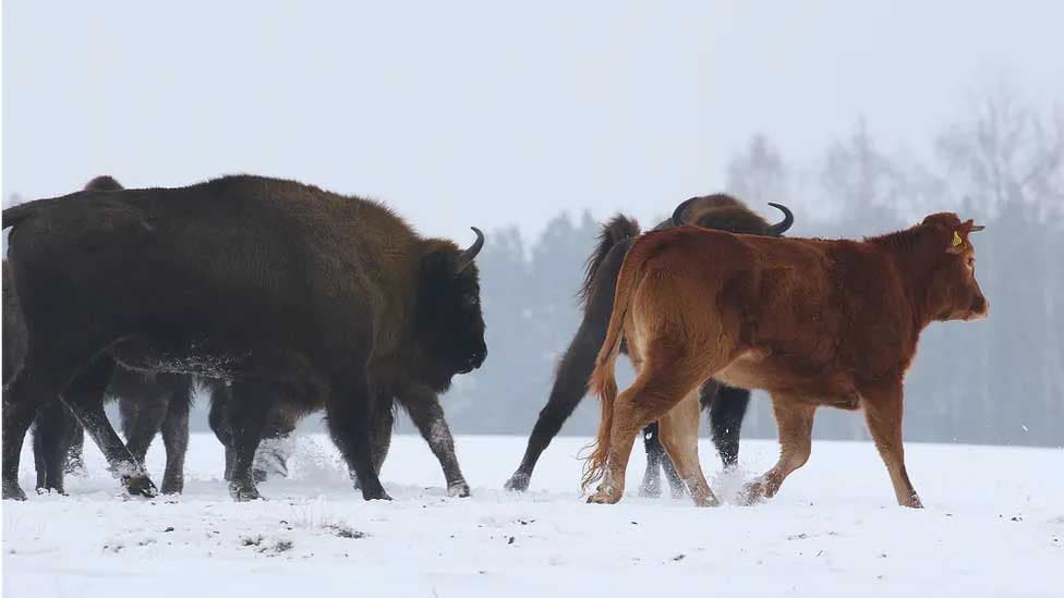 La vache passant l’hiver avec un troupeau de bisons