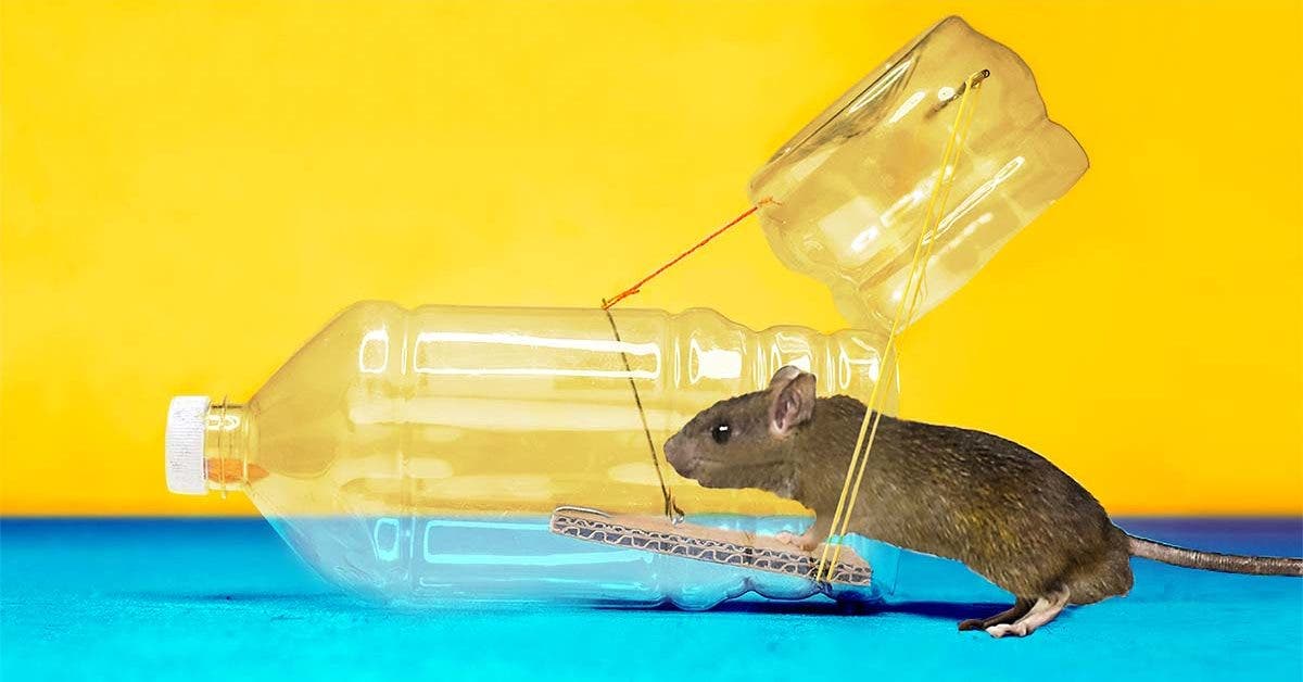 Des souris dans la maison : les moyens de remédier au problème