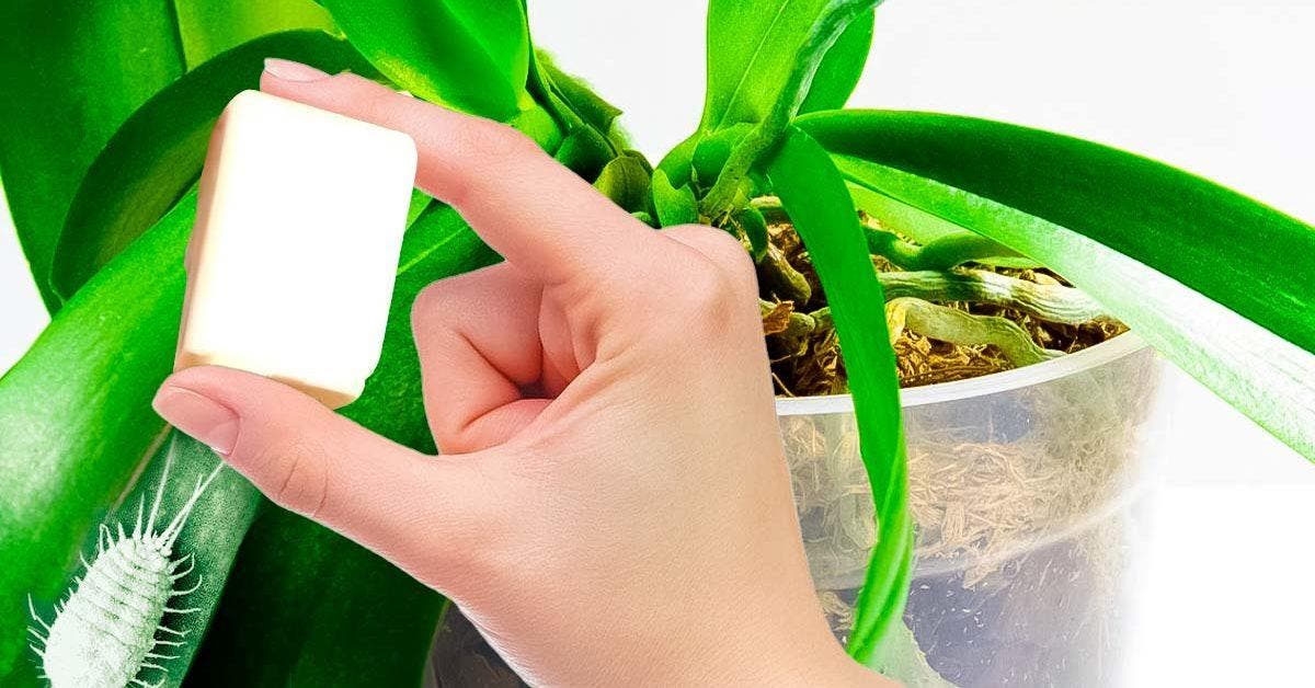 3 astuces pour éliminer la cochenille des plantes