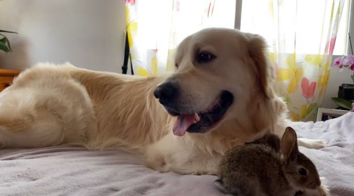 Le Golden Retriever Et Ses Adorables Petits Lapins2