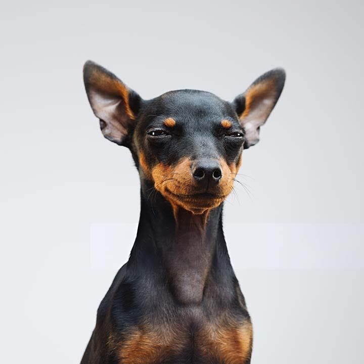 Le Pinscher nain