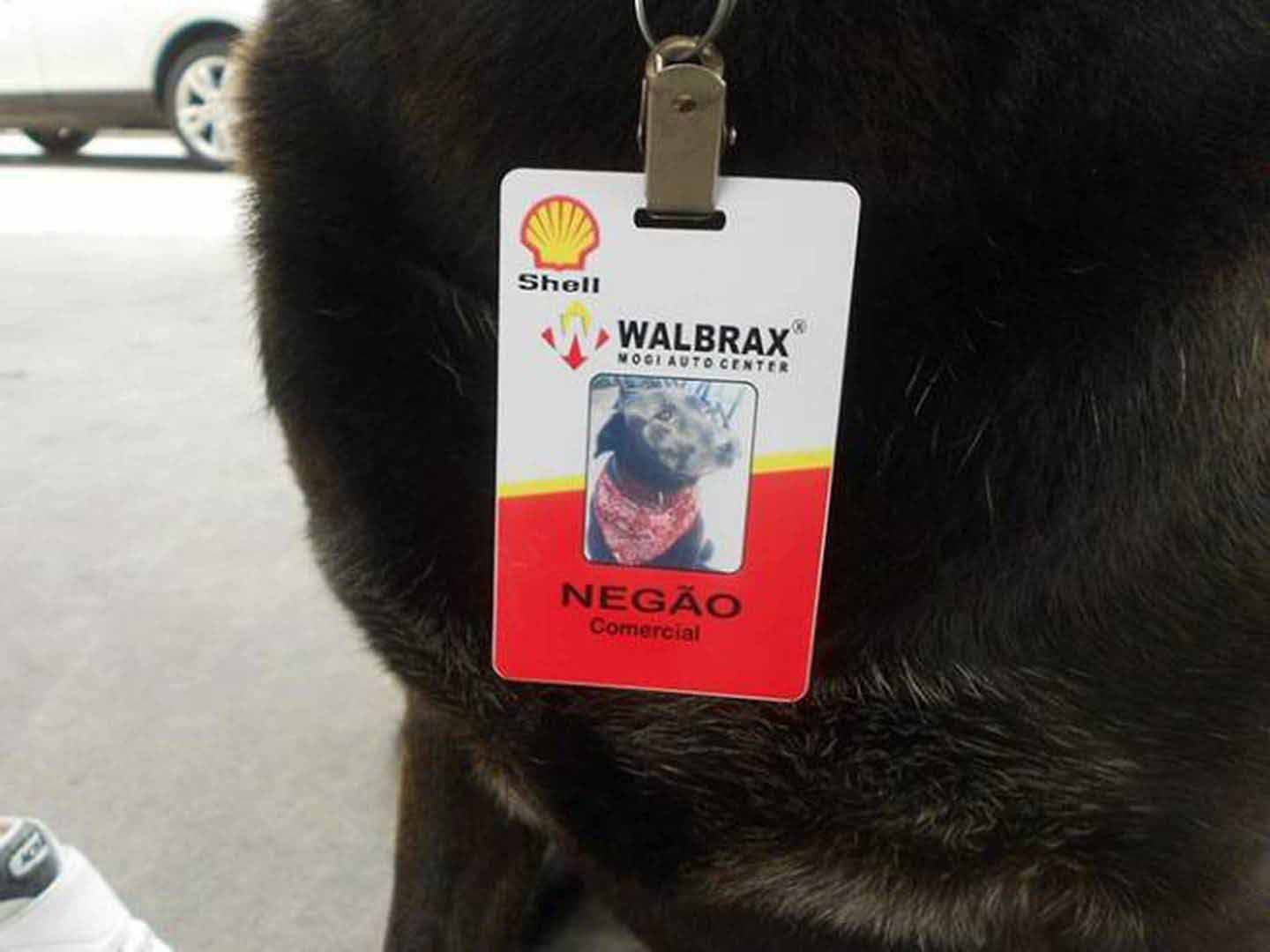 Le badge de Negão le chien comportant sa photo, son nom et sa fonction
