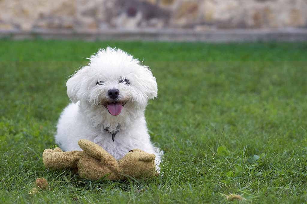 Le bichon bolonais