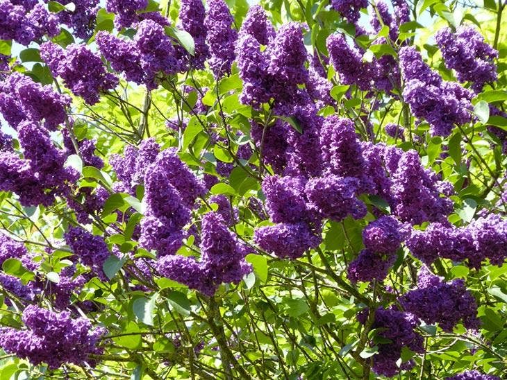 A buddleja