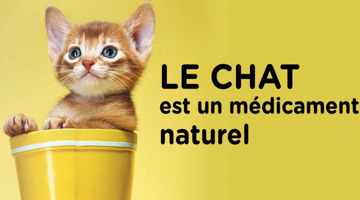 Le Chat Est Un Medicament Naturel Qui Reduit L Anxiete Et Le Stress Baisse Le Risque De Maladies Cardiaques Et Les Avc Et Bien Plus Encore