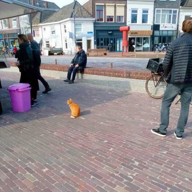 Le chat Charley fait la queue