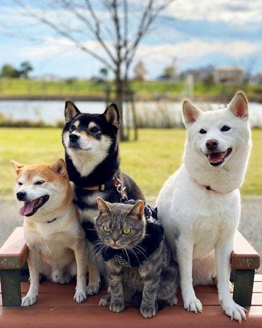 Le chat Kiki avec les chiens