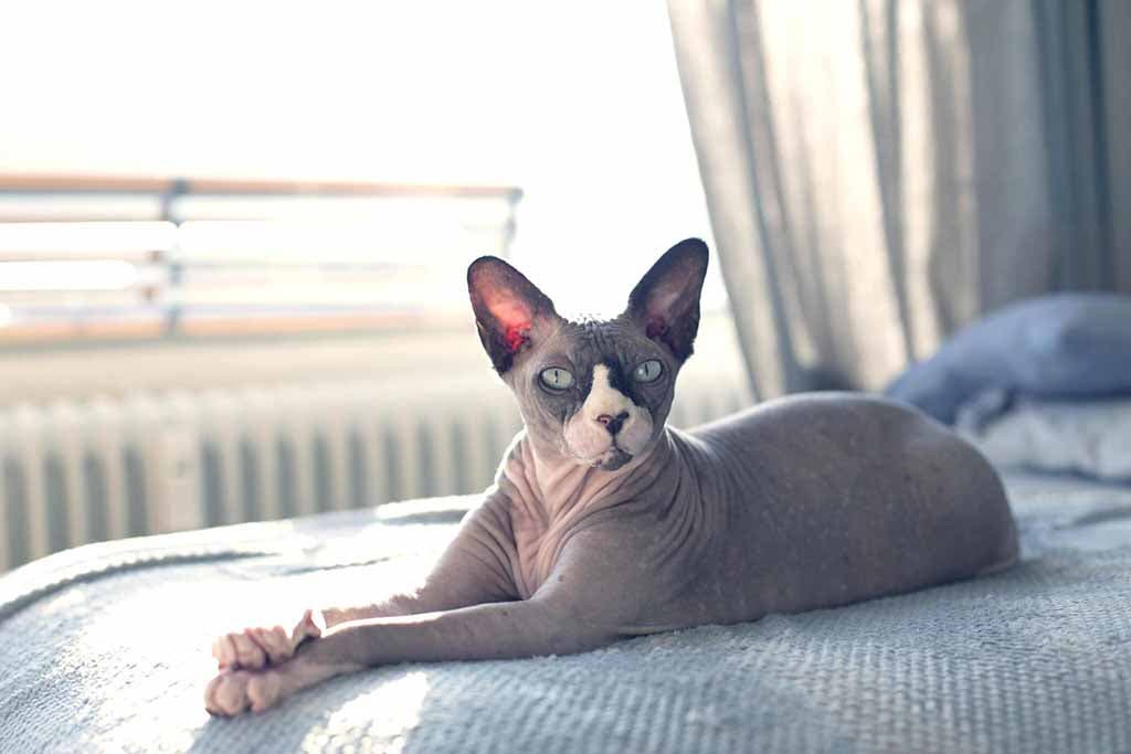 Le chat Sphynx