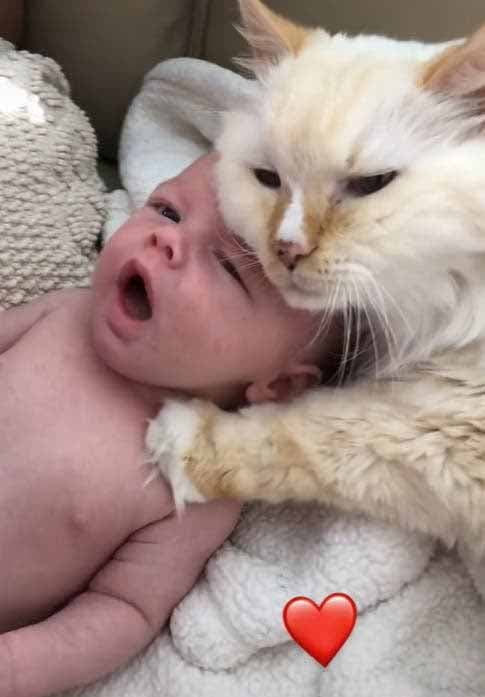 Le chat Teddy et le bébé William