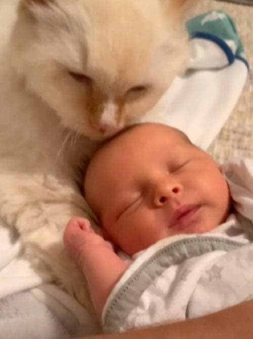 Le chat Teddy et le bébé William1